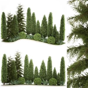 Garden Of Thuja Cypress Treesrden