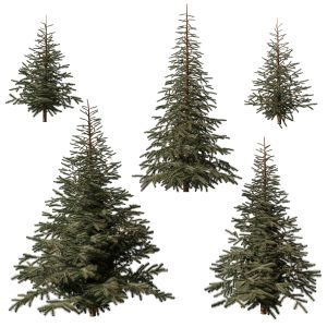 Collection Of Pines For The Exterior