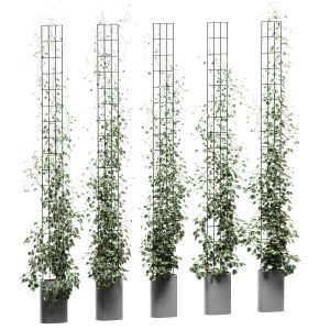 Plant On A Trellis. 5 Models