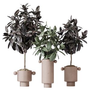 Houseplants Rubber Ficus Elastica Abidjan Melany05