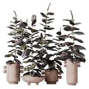 Houseplants Rubber Ficus Elastica Abidjan Melany04