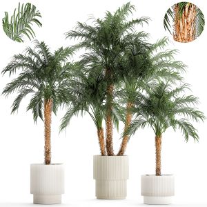 Small Palm Tree Pot Date Robelena Thickets