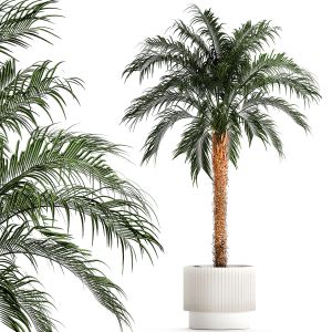 Small Lush Palm Tree In A White Pot Date Robelena