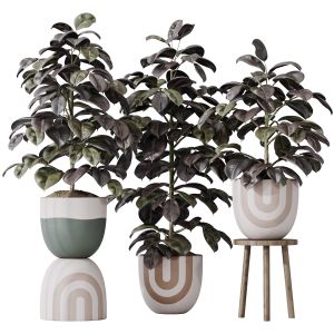 Houseplants Rubber Ficus Elastica Abidjan Melany06