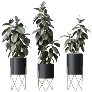 Houseplants Rubber Ficus Elastica Abidjan Melany07