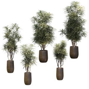 Set Of Ficus. 5 Models