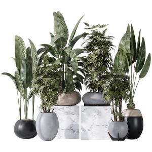 Paradisebird And Rhapis Excelsa Lady Palm Vase 16