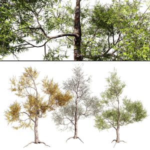 Realistic Gum Tree 3d Models