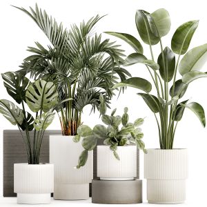 Plants White Modern Pot Monstera Strelitzia Cactus