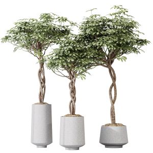 Houseplants Schefflera Arboricola Umbrella Set02