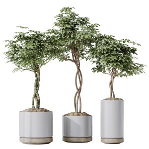 Houseplants Schefflera Arboricola Umbrella Set01