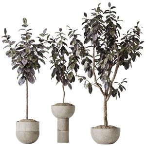 Houseplants Rubber Ficus Elastica Abidjan Melany09