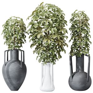 Houseplants Schefflera Arboricola Umbrella Set04