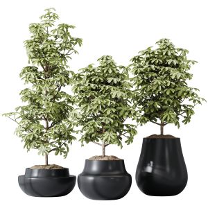 Houseplants Schefflera Arboricola Umbrella Set03