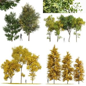 5 Different SETS of Tree. SET VOL123