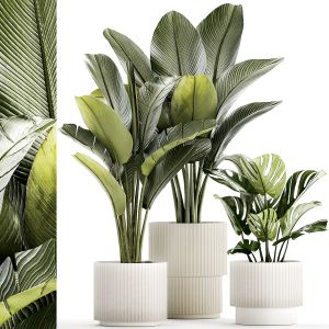 Set Of White Modern Potted Strelitzia Monstera