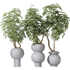 Houseplants Schefflera Arboricola Umbrella Set05