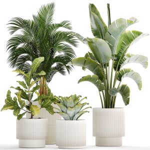 White Potted Plants Strelitzia Croton Bromelia