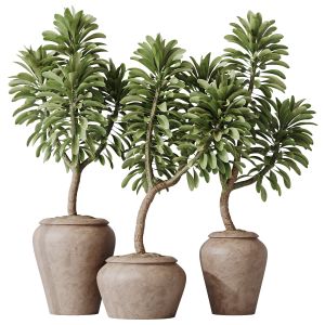 Houseplants Euphorbia Drupifera Sunshine Set02