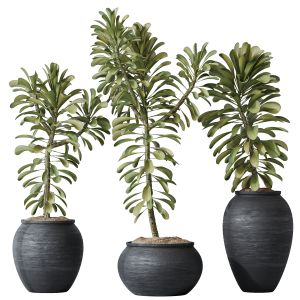 Houseplants Euphorbia Drupifera Sunshine Set 01