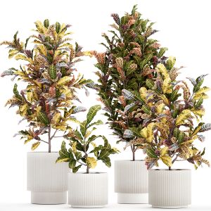 Collection Of White Potted Plants Of Small Croton