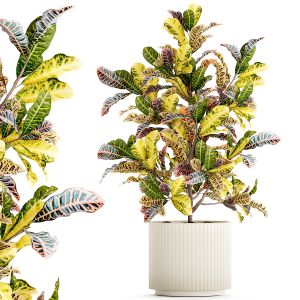 Small Indoor Tree White Modern Pot Croton Tree