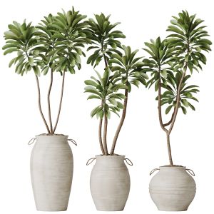 Houseplants Euphorbia Drupifera Sunshine Set03