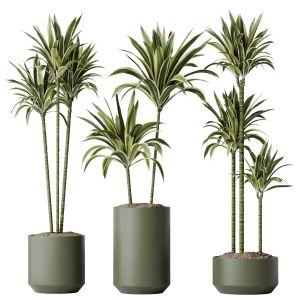 Houseplants Dracaena Warneckii Lemon Lime Cane Set