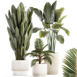 Small Potted Plants Strelitzia Banana Coconut Palm