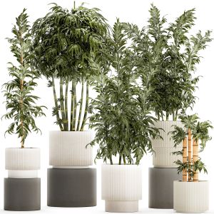 Beautiful Small White Modern Potted Bamboo Bushes