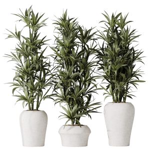 Houseplants Dracaena Warneckii Lemon Lime Cane 04