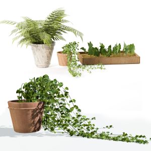 3 Pot Plants 3d Pack