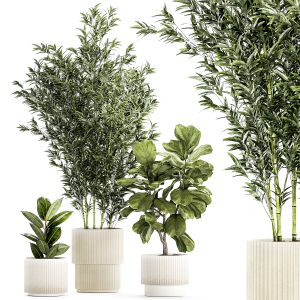 Set Of Plants Ficus Lyrata Tree Pot Bush Bamboo