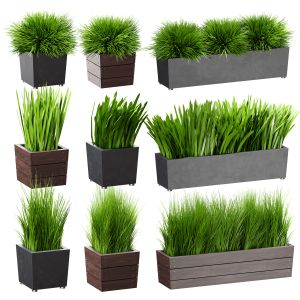 Grass In Pots Plants In Boxes