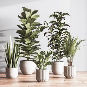 Indoorsetplant052