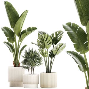 Set Of Small Strelitzia Monstera Raphis Palm Plant