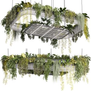 Hanging Indoor Plants 02