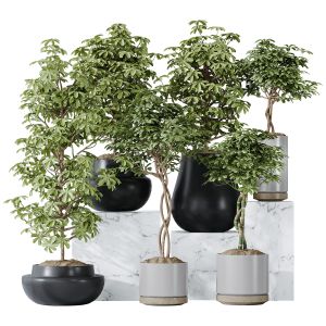 Schefflera Arboricola Umbrella Vase 20