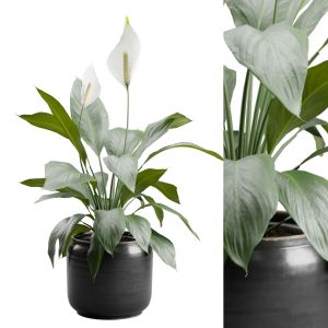 Peace Lily In Ceramic Dark Planter