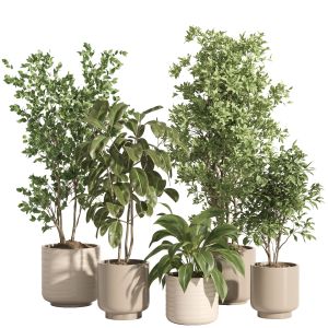 Indoor Plant Set 65