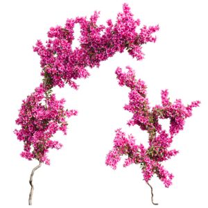 Bougainvillea For Wall Corners. 2 Models