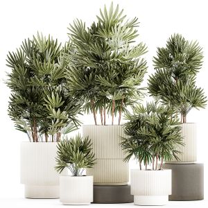 Set Of Small Plants In Modern Raphis Palm Pots