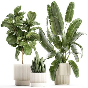 Set Of Plants Pots Ficus Lyrata Strelitzia Cactus