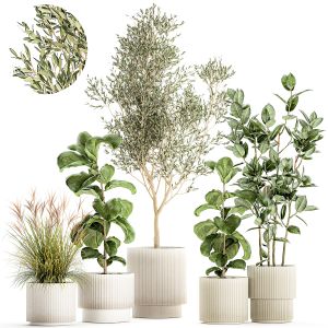 Plants White Modern Pots Ficus Lyrata Olive Tree