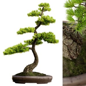 Bonsai 02 | Pbr | Midpoly | Hq