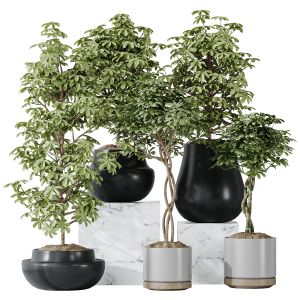 Schefflera Arboricola Umbrella Set 20