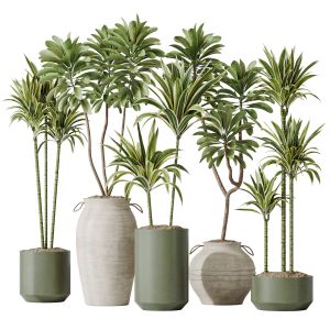 Lemon Cane Dragon And Euphorbia Drupifera Set 19