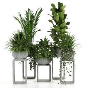 Indoor Plant -stand Plant In Concrete Pot Set-74