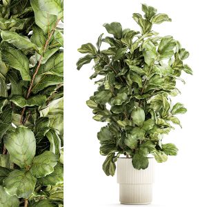 Tree In Modern White Flower Pot Ficus Lyrata