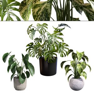 Tropical Oasis Of 3 Pot Plants